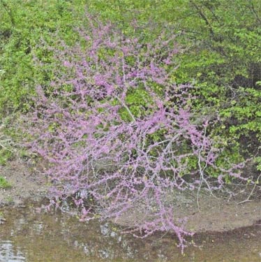 Redbud, Alabama