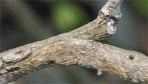 Rhododendron Bark, Alabama