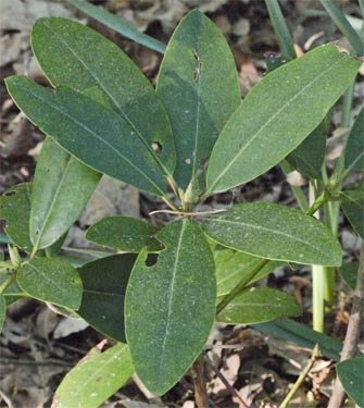 Rhododendron Leaf, Alabama