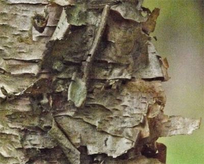 River Birch Bark, Alabama