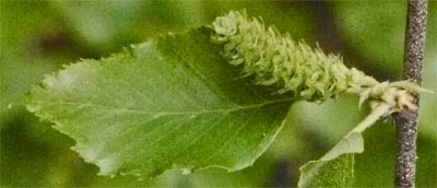 River Birch Leaf, Alabama