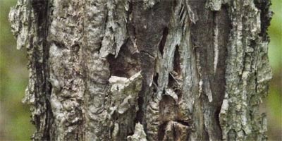 Rock Elm Bark, Alabama