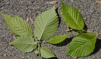 Rock Elm Leaf, Alabama