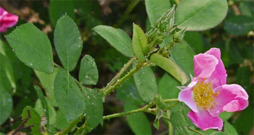 Rose Flower, Leaves, and Buds, Marietta, Georgia