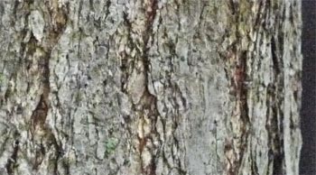 Sassafras Bark, Georgia