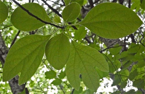 Sassafras Leaves, Georgia