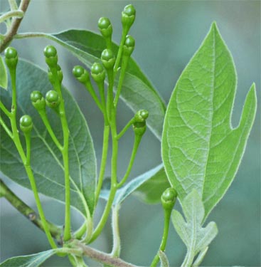 Young Sassafras Berries, Georgia