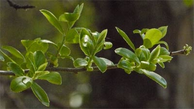 Sparkleberry Leaf, Alabama
