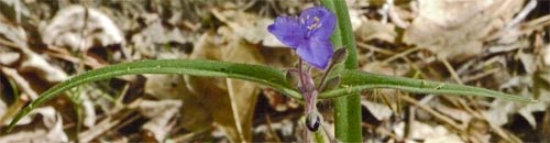 Spiderwort, Alabama