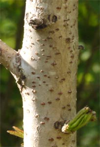 Sumac Bark, Alabama