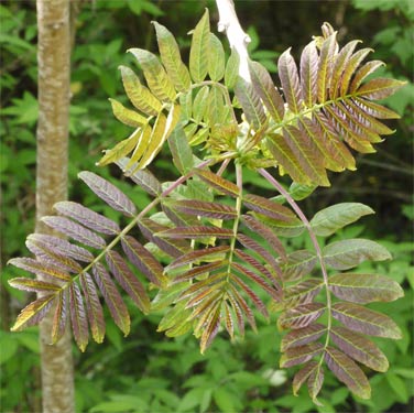 Sumac Leaves, Alabama