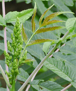 Sumac New Growth, Marietta