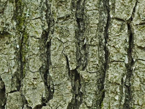 Sweetgum Bark, Marietta, Georgia