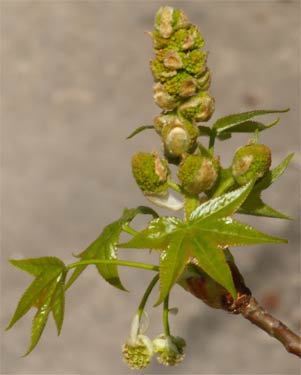 Sweetgum Leaves and Seedpods Budding, Marietta, Georgia