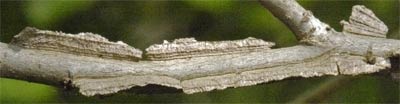 Some Sweetgum Twigs have Cork Wings, Alabama