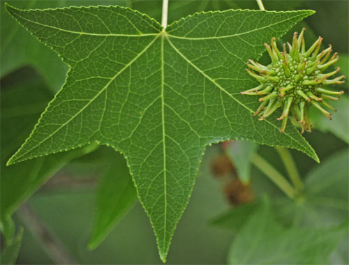 Sweetgum Leaf and Seedpod, Marietta