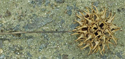 Sweetgum Seed Pod, Marietta, Georgia