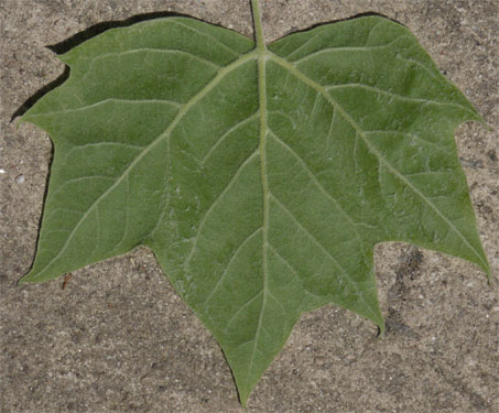 American Sycamore Leaf, Alabama