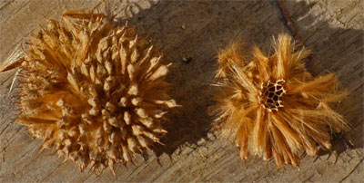 American Sycamore Seedpod, Marietta, Georgia