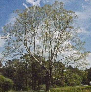 American Sycamore Silhouette, Alabama