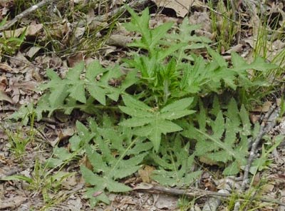 Thistle, Alabama