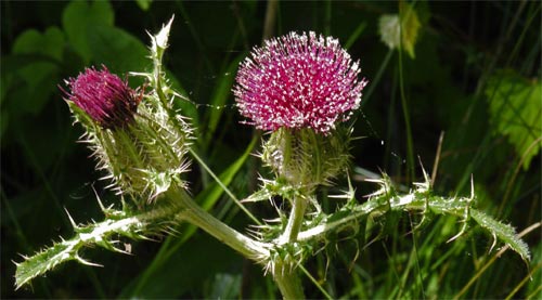 Thistle Flowers, Georgia