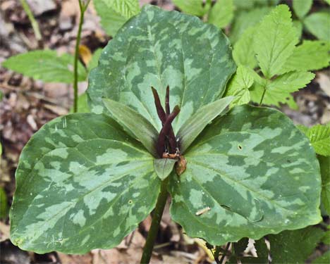 Trillium, Marietta, Georgia