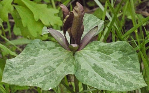 Trillium, Alabama