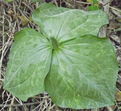 Trillium, Alabama