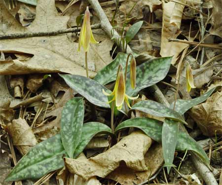 Trout Lily, Marietta, Georgia