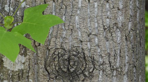 Tulip Poplar Bark, Alabama