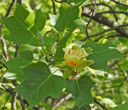 Tulip Poplar Flower, Alabama