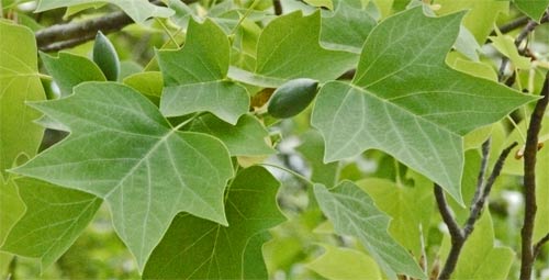 Tulip Poplar Leaf, Alabama