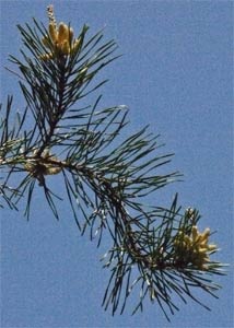 Virginia Pine Needles, Alabama
