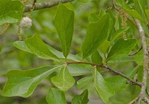 Water Oak Leaf, Alabama