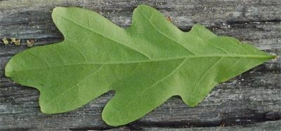 White Oak Leaf, Alabama