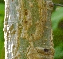 Willow Bark, Alabama