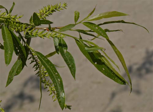 Willow Leaves, Alabama