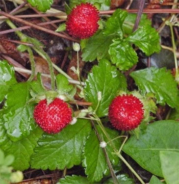 Woodland Strawberry, Smyrna, Georgia
