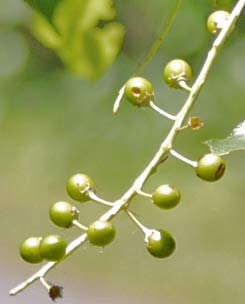 Young Cherries, Georgia