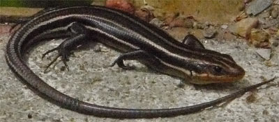 Juvenile Five Lined Skink, Peidmont, Alabama