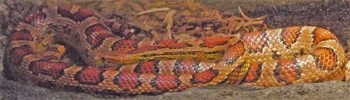 Corn Snake, Alabama