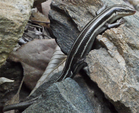 Juvenile Five Lined Skink, Marietta, Georgia