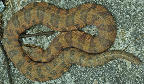 A Northern Water Snake, Midland Banded Watersnake Subspecies, Nerodia Sipedon, along Rottenwood Creek.