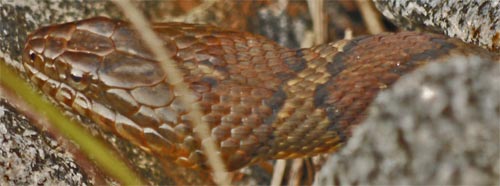 A Northern Water Snake, Midland Banded Watersnake Subspecies, Nerodia Sipedon, along Rottenwood Creek.