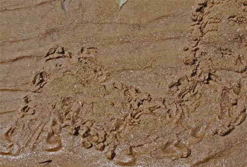 Here Spiny Soft Shelled Turtle crawled up and along the sand bank of Rottenwood Creek. You can see the belly drag marks between the footprints. Marietta, Georgia, May 4th, 2010