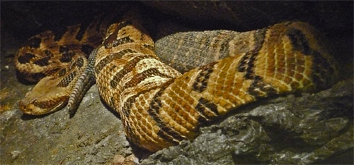 Timber Rattler, Leeds, Alabama