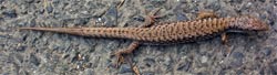 Northern Alligator Lizard on the road into Cascade Locks, Oregon