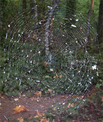 Spider Web, Washington