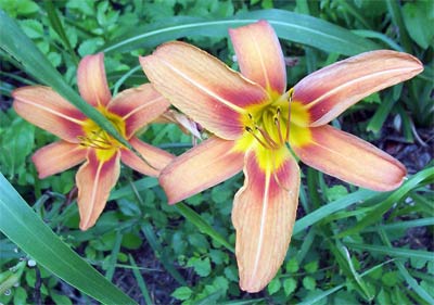 Orange Flowers.